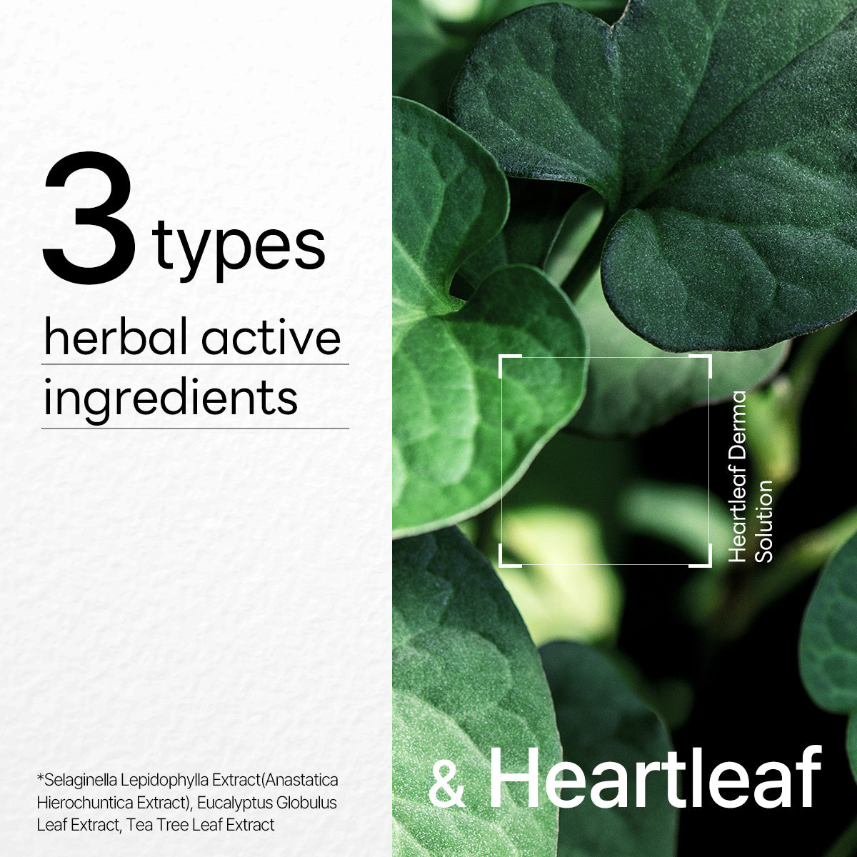 MEDIHEAL Dermaplus Heartleaf Mask - 10ea